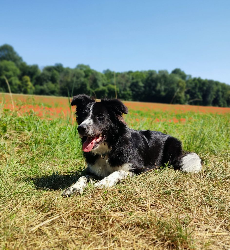 Les Border Collie de l'affixe Du Charme Berger