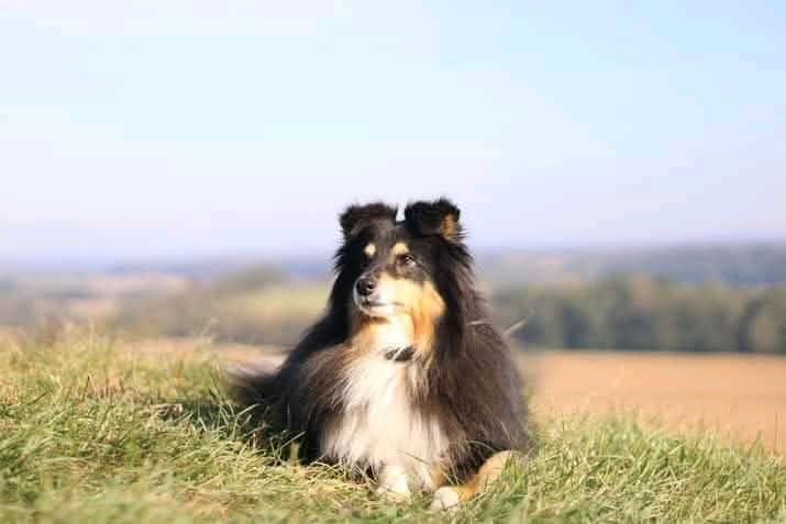 Harry mage ( dit jim ) Du Val Des Delices De Chimene