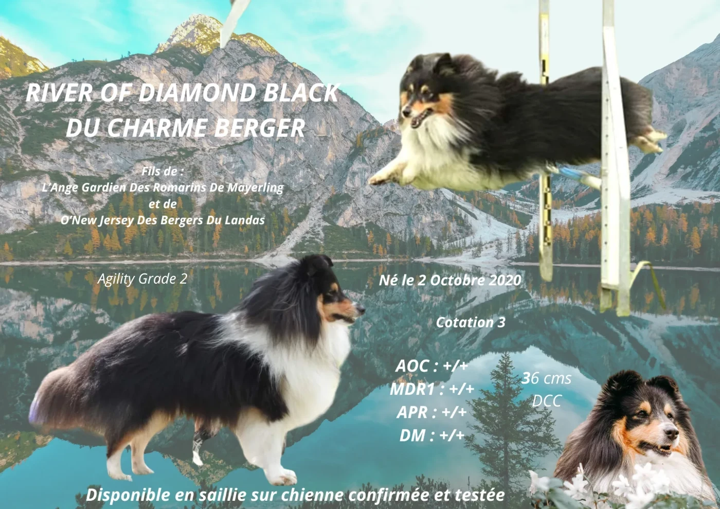 River of diamond black Du Charme Berger