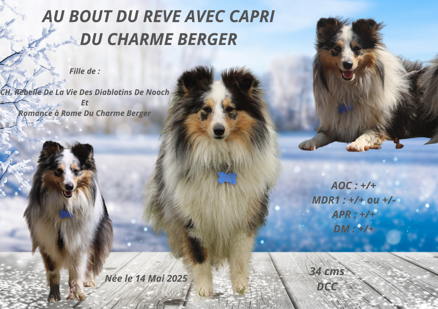Au bout du rêve avec capri Du Charme Berger
