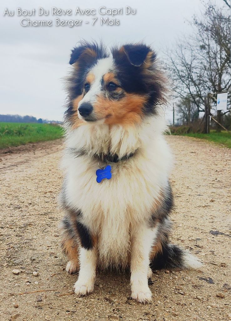 Au bout du rêve avec capri Du Charme Berger