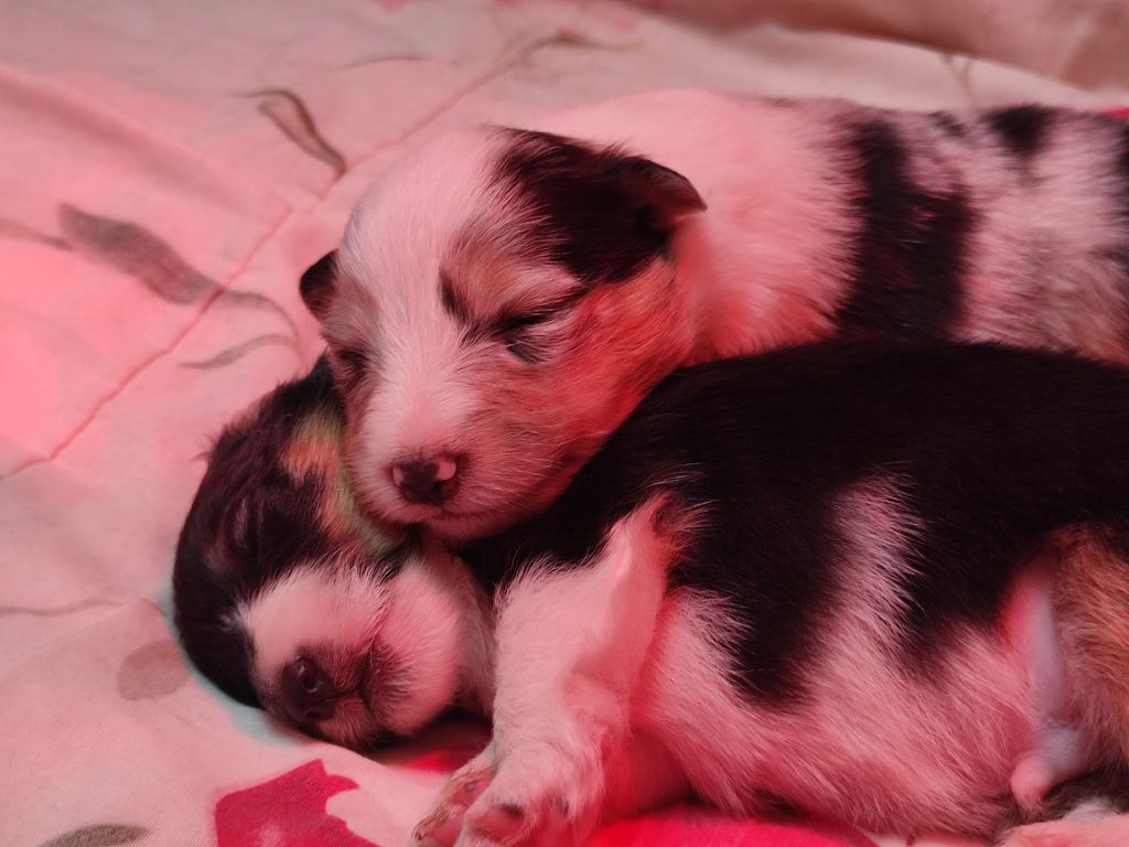 Des Bébés Disponibles Pour Mi-Juillet