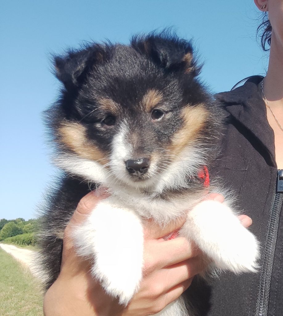 Du Charme Berger - Chiots disponibles - Shetland Sheepdog