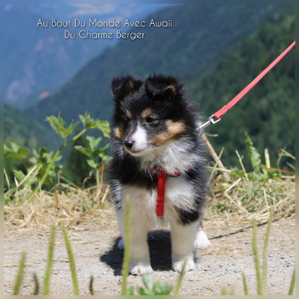 Du Charme Berger - Shetland Sheepdog - Portée née le 14/05/2025