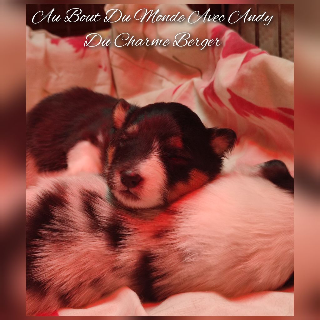 Du Charme Berger - Chiots disponibles - Shetland Sheepdog