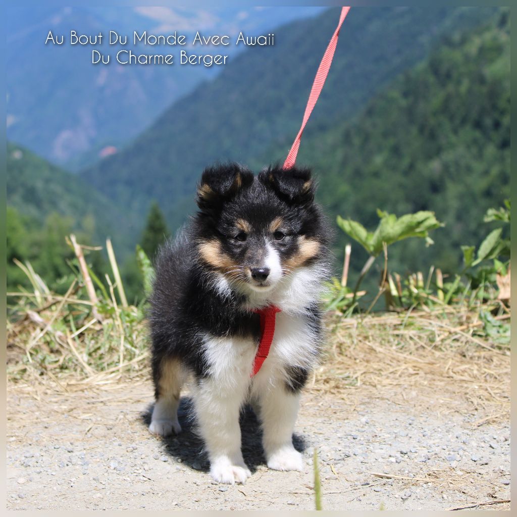 Du Charme Berger - Chiots disponibles - Shetland Sheepdog