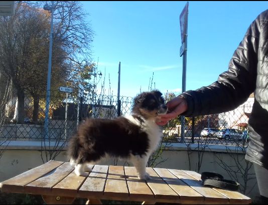 Du Charme Berger - Shetland Sheepdog - Portée née le 02/10/2020