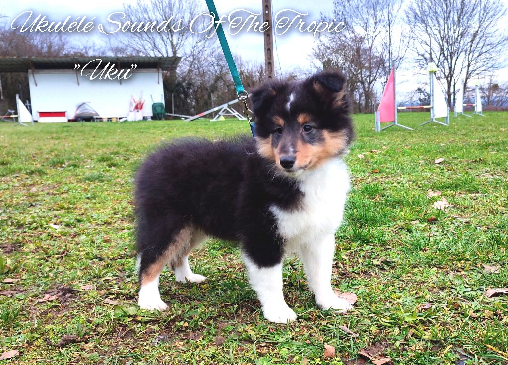 Chiot Shetland Sheepdog Du Charme Berger