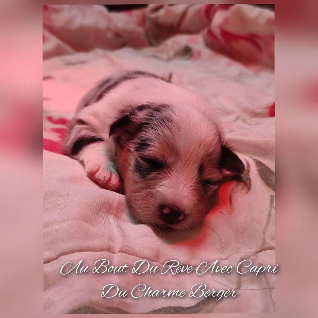 Du Charme Berger - Chiots disponibles - Shetland Sheepdog